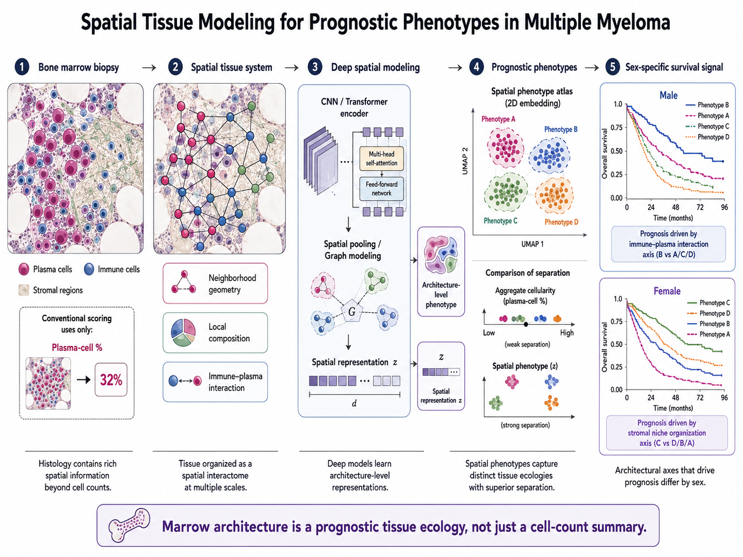 Spatial Pathology Biomarkers in Multiple Myeloma
